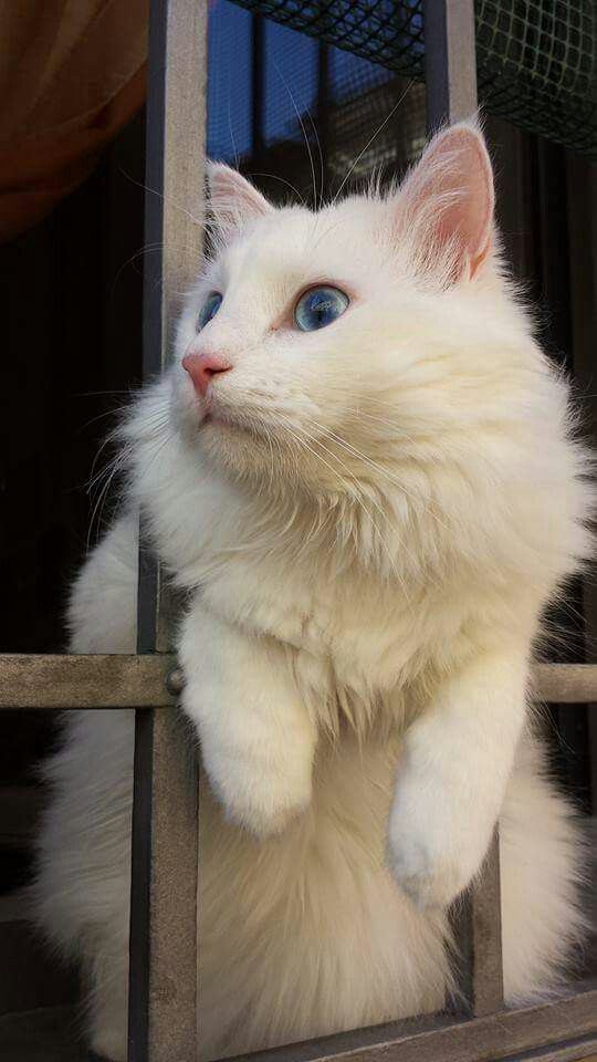 cat 3