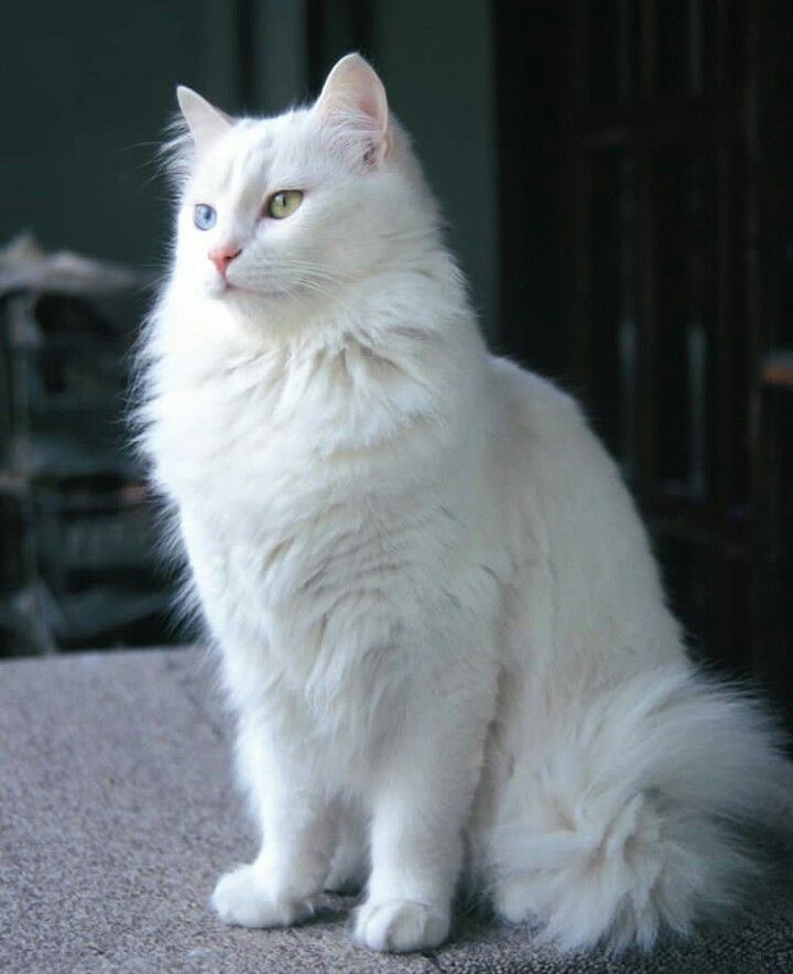 cat 2