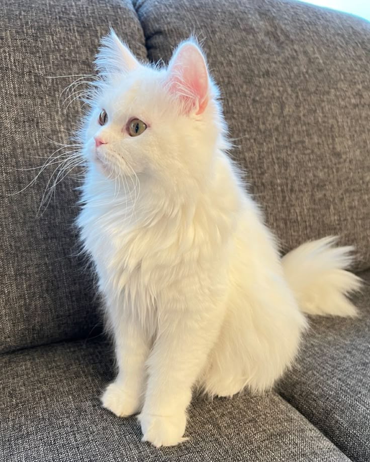 cat 1