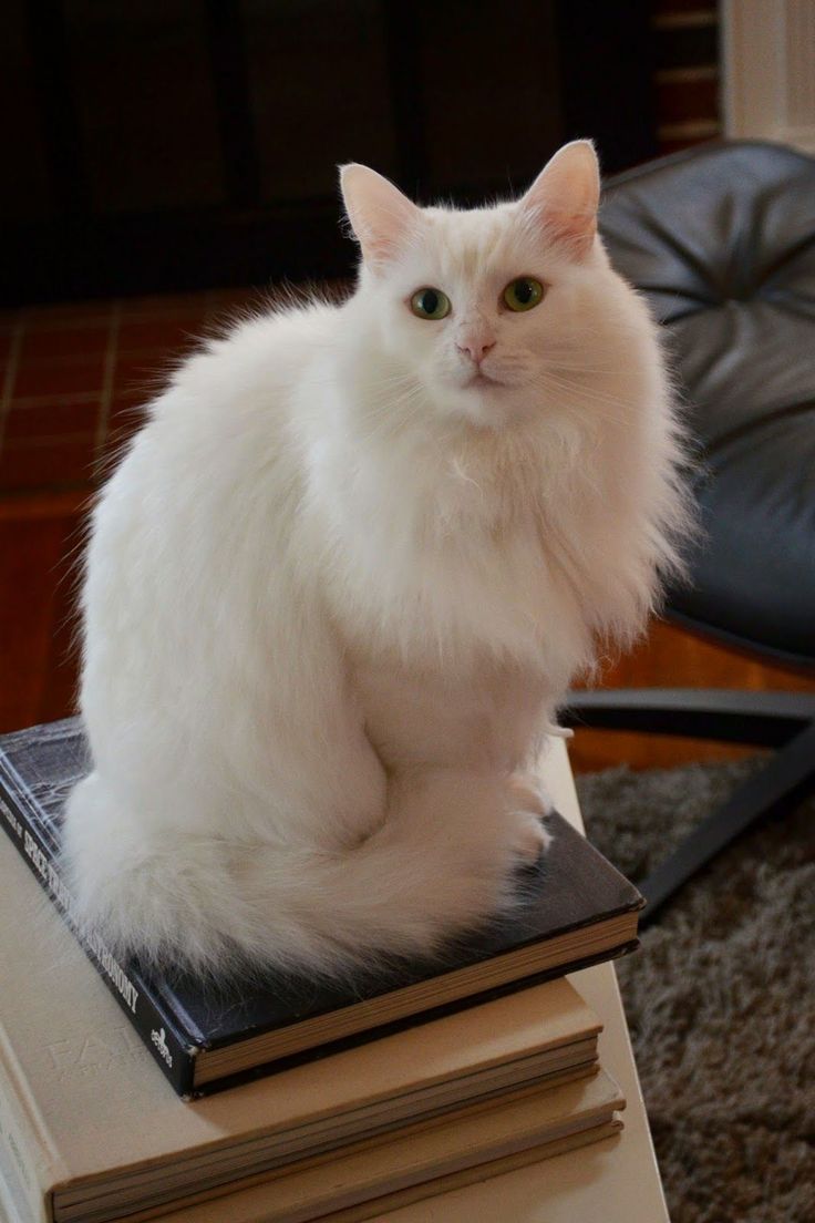 cat 4